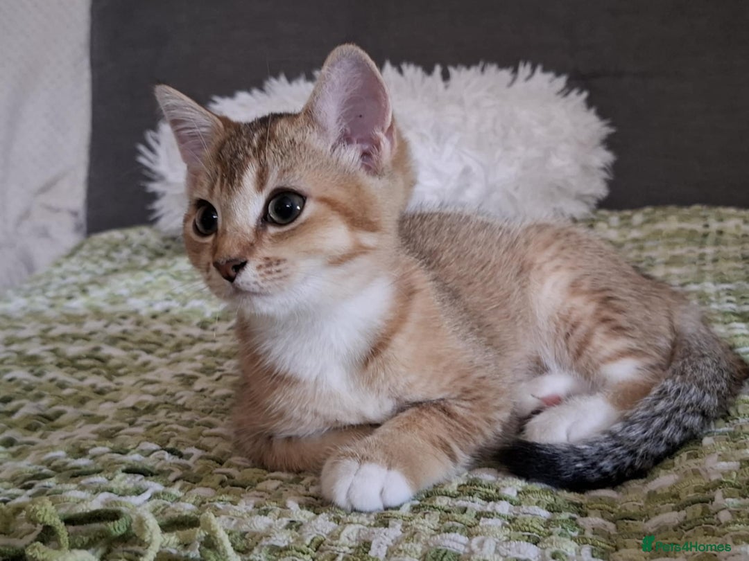 British Shorthair cats for sale: British short hair - Image 7