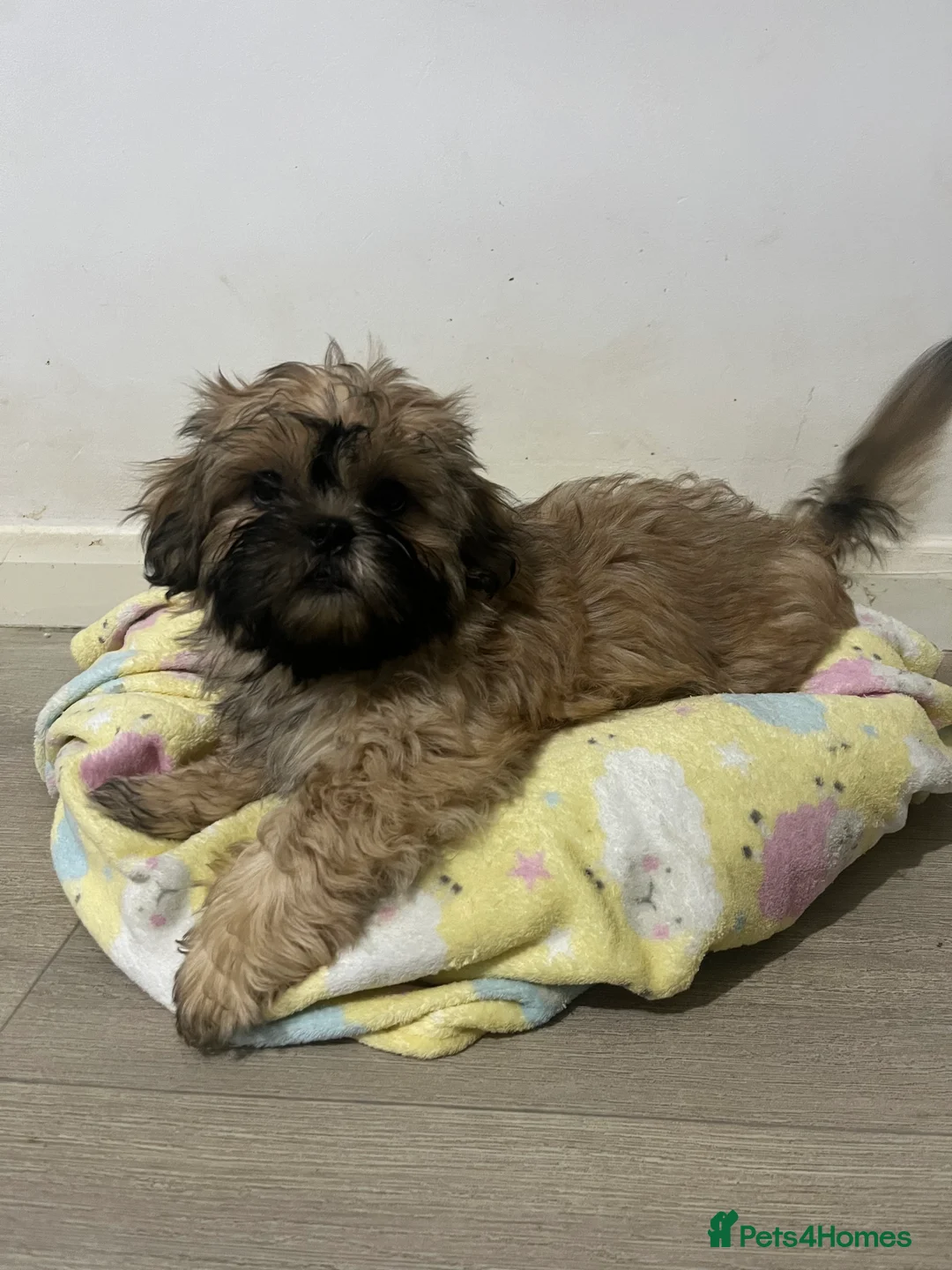 Mixed Breed dogs for sale: 2 male 3 female imperial shih tzu/bichon cross - Advert 7