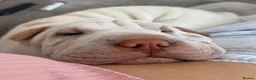 Shar Pei dogs for sale: Shar-pei in Washington - Advert 9
