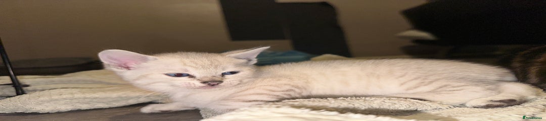 Snow Lynx
