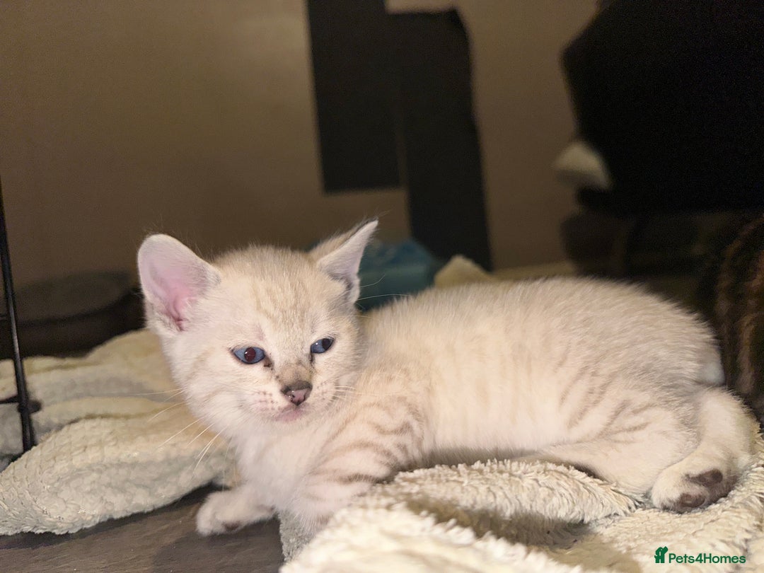 Bengal cats for sale: Snow Lynx, Marble & Brown Rosette Bengals - Image 27