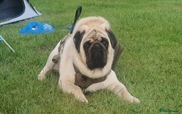 Pug dogs for sale: 3year old pug - Image 2