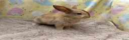 Mixed Breed rabbits for sale: Mixed Mini Lop Crosses - Advert 7