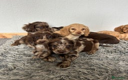 Cocker Spaniel dogs for sale: Cocker spaniel puppies - Image 3