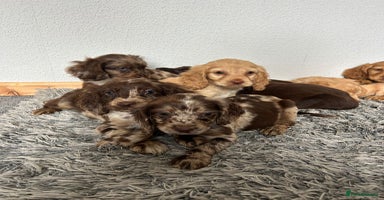 Cocker Spaniel dogs - Advert 12
