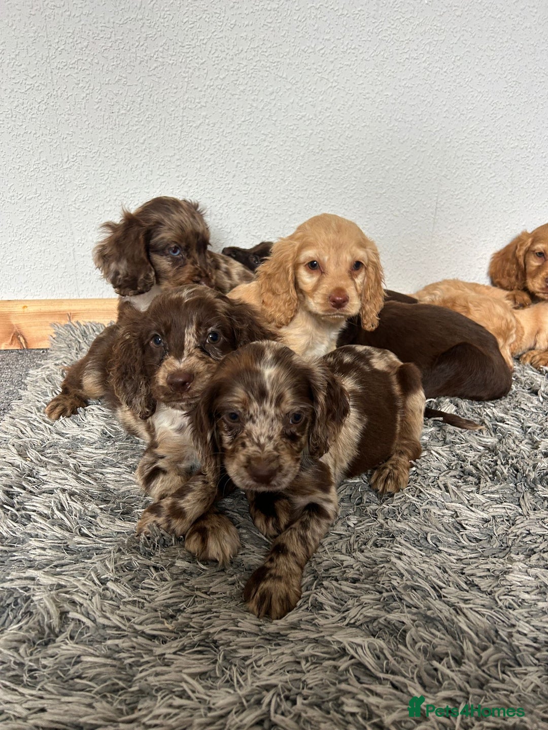 Cocker Spaniel dogs for sale: Cocker spaniel puppies - Image 3