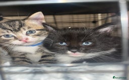 Mixed Breed cats for sale: 9 gorgeous kittens - Image 16