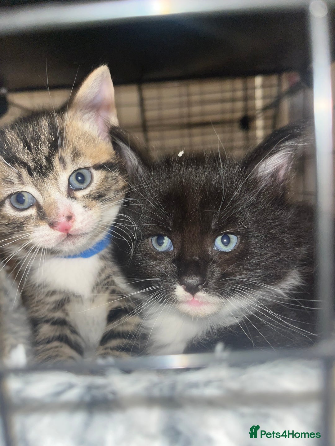 Mixed Breed cats for sale: 9 gorgeous kittens - Image 16