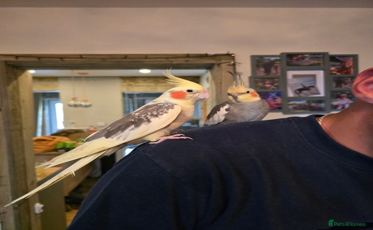 Cockatiels birds - Advert 3
