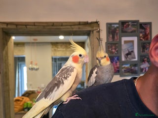 Cockatiels birds - Advert 6