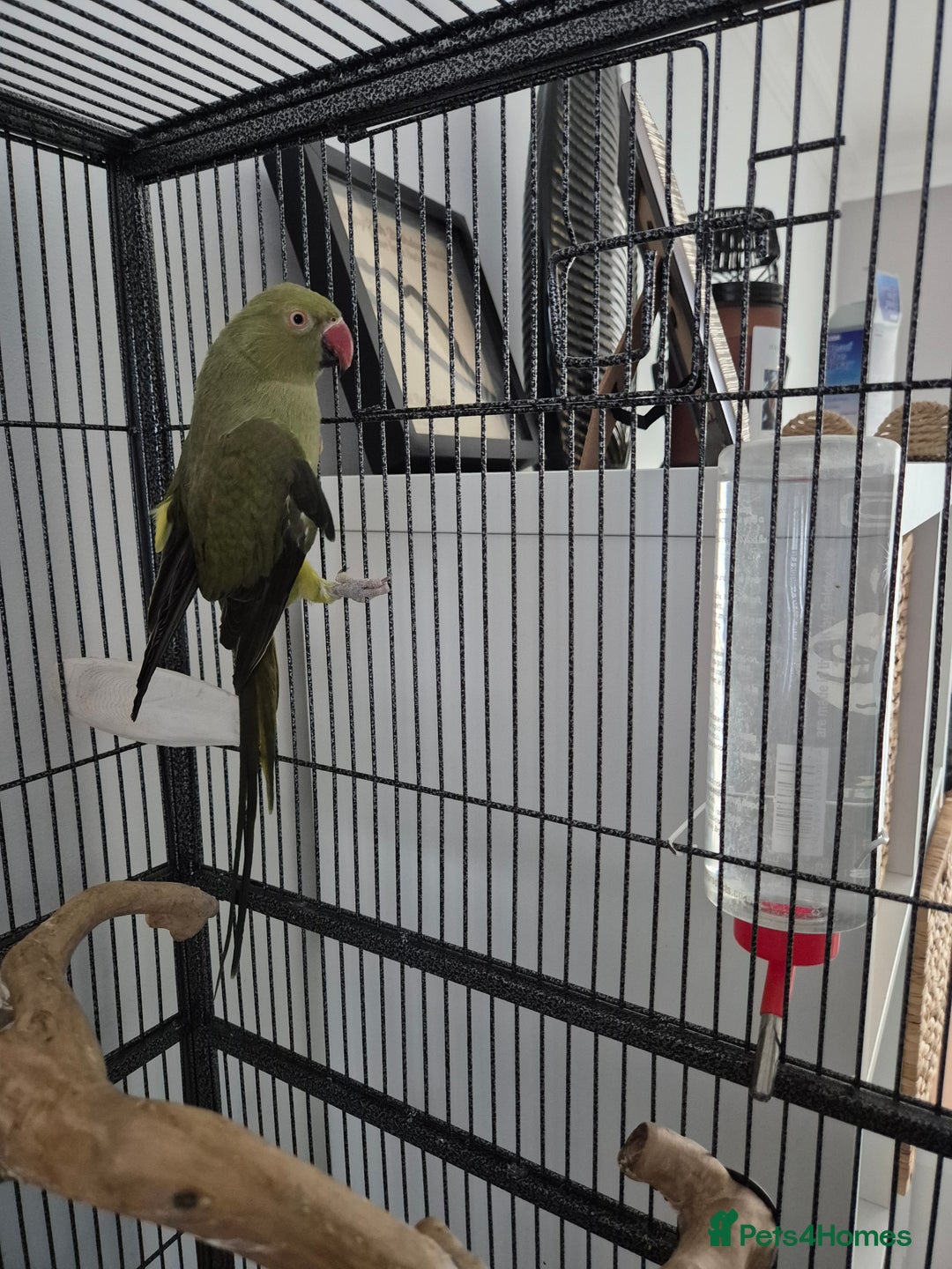 Parrots birds for sale: Young ringneck parrot for sale  - Image 3