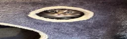 Norwegian Forest Cat cats for sale: Stunningly Adorable Norwegian Forest x Ragdoll  - Advert 18