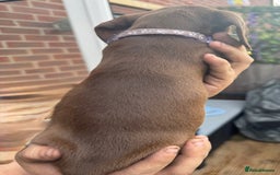 Miniature Dachshund dogs for sale: stunning KC miniature dachshunds  - Image 6