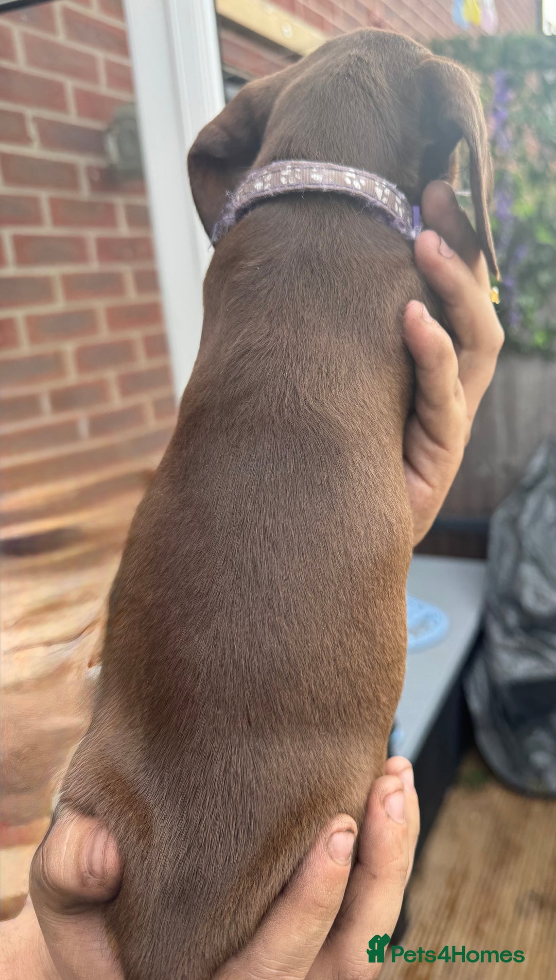 Miniature Dachshund dogs for sale: stunning KC miniature dachshunds  - Image 6