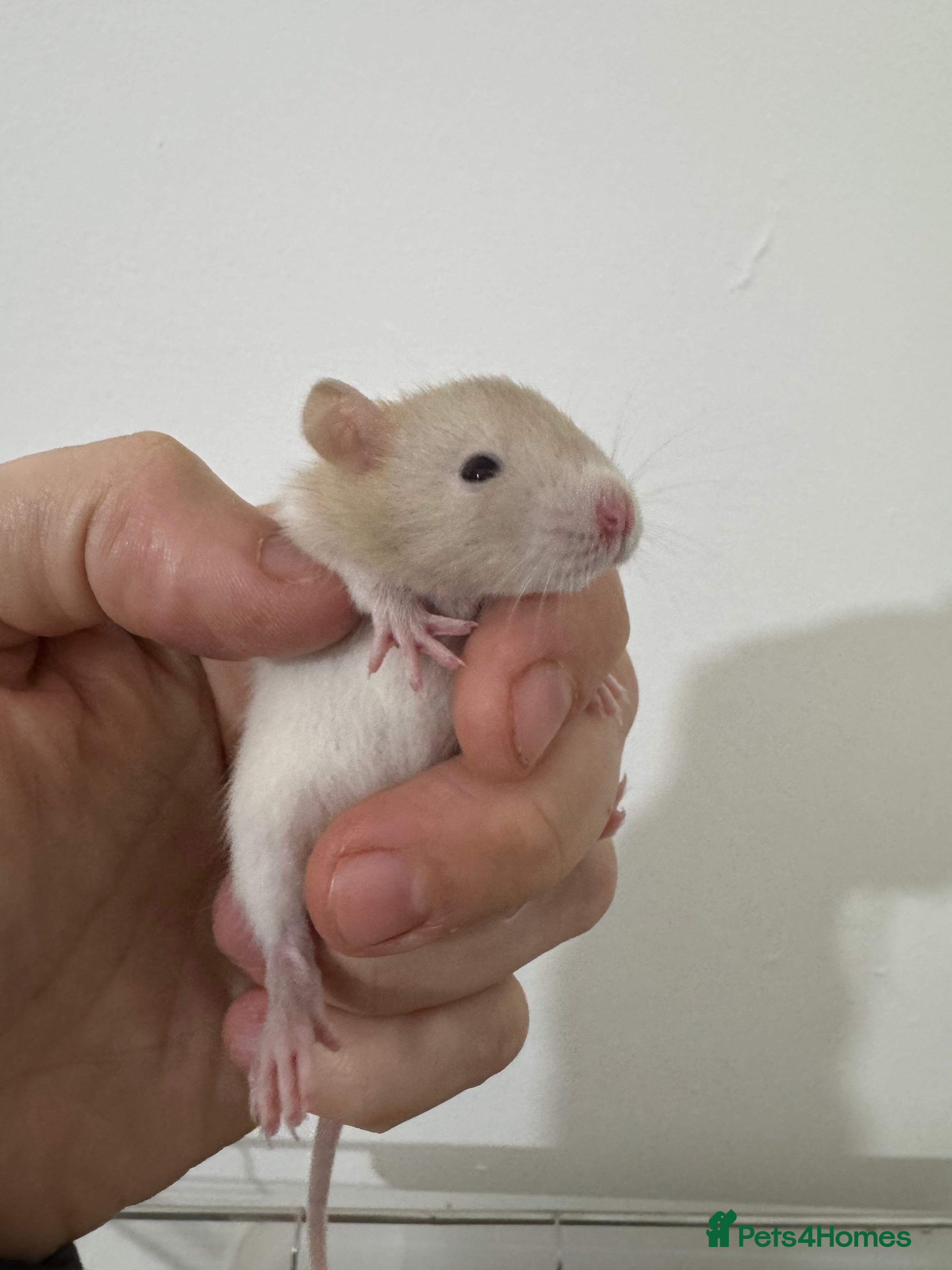 Rat rodents Baby dwarf rats males and female - Advert 17