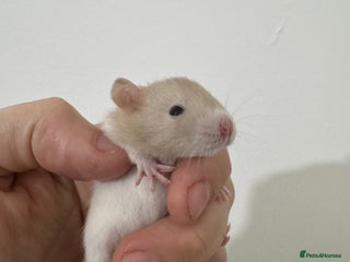 Rat rodents Baby dwarf rats males and female - Advert 2