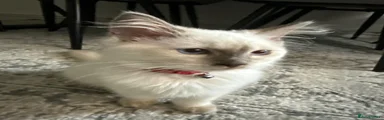 Ragdoll 1