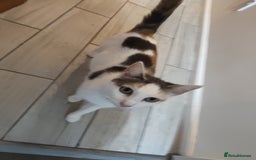 Mixed Breed cats for sale: Adorable Female Cat for Sale - Image 9