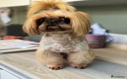 Shih Tzu dogs for sale: READY NOW . Most amazing Shih Tzu pups  - Image 5