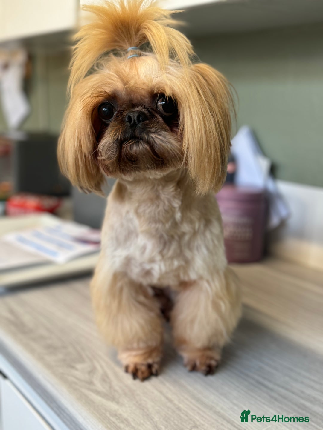 Shih Tzu dogs for sale: READY NOW . Most amazing Shih Tzu pups  - Image 5