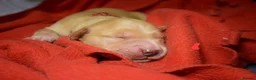 Golden Retriever dogs for sale: Golden Retriever Puppies - Advert 20