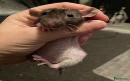 Rat rodents for sale: Baby Fancy/Dumbo/naked and Rex Rats available Hull - Image 2