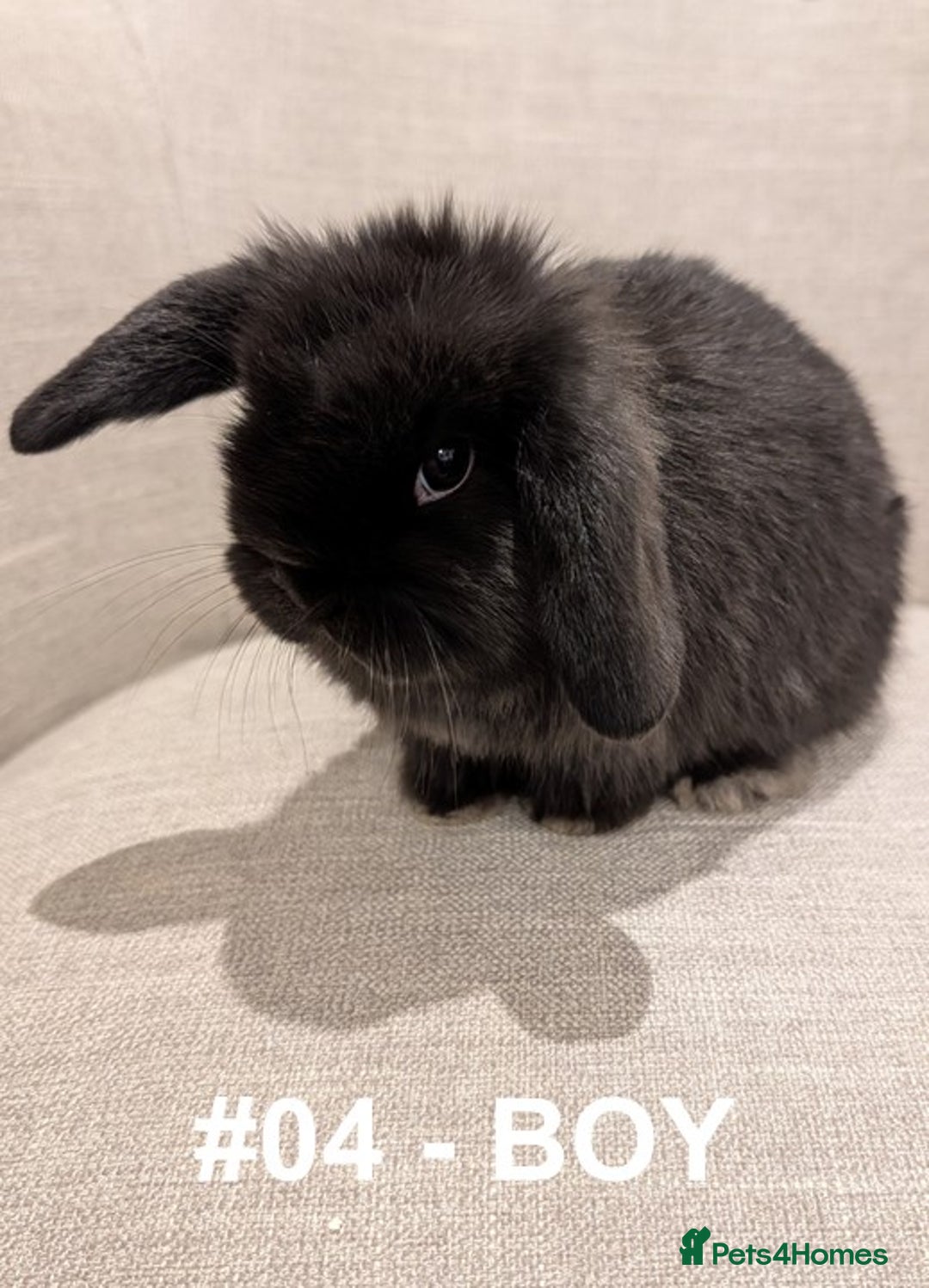 Mini Lop rabbits for sale: Exceptional Mini-Lops. Collect from: 15th January - Advert 13