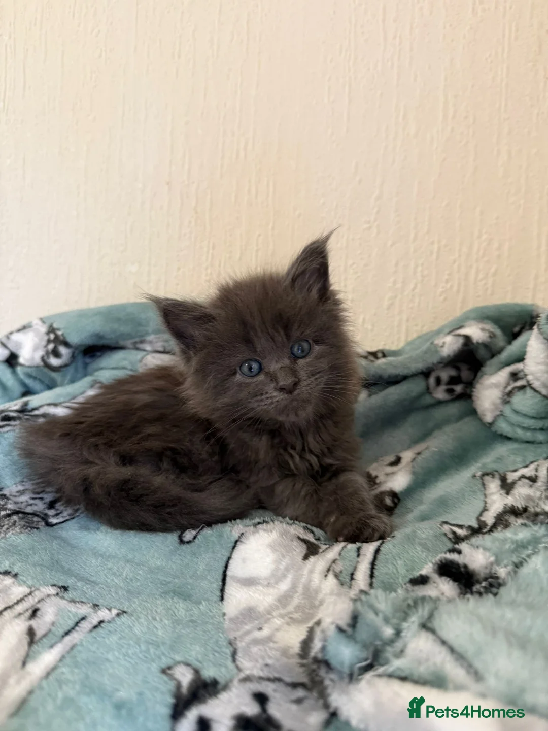 Maine Coon cats for sale: Pedigree Tica Russian Import line Maine Coons - Advert 15