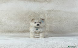 Pomsky dogs for sale: Stunning blue eyes F3 Pomsky puppies for sale  - Image 18