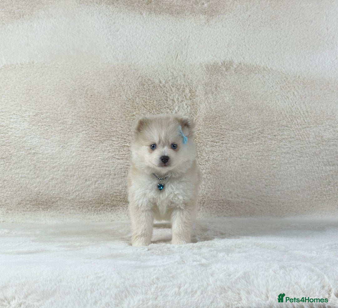 Pomsky dogs for sale: Stunning blue eyes F3 Pomsky puppies for sale  - Image 18