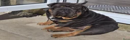 English Bulldog dogs for stud: PROVEN KC Blue & Tan Bulldog for Stud - Advert 5
