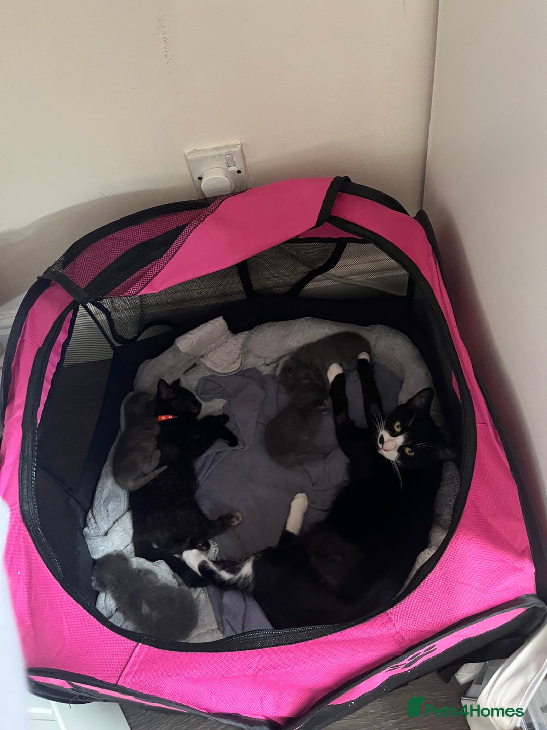 Mixed Breed cats for sale: Grey kittens  - Image 7