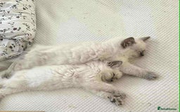Ragdoll cats for sale: 4 ragdoll Kittens – Ready for Their New Homes - Image 11