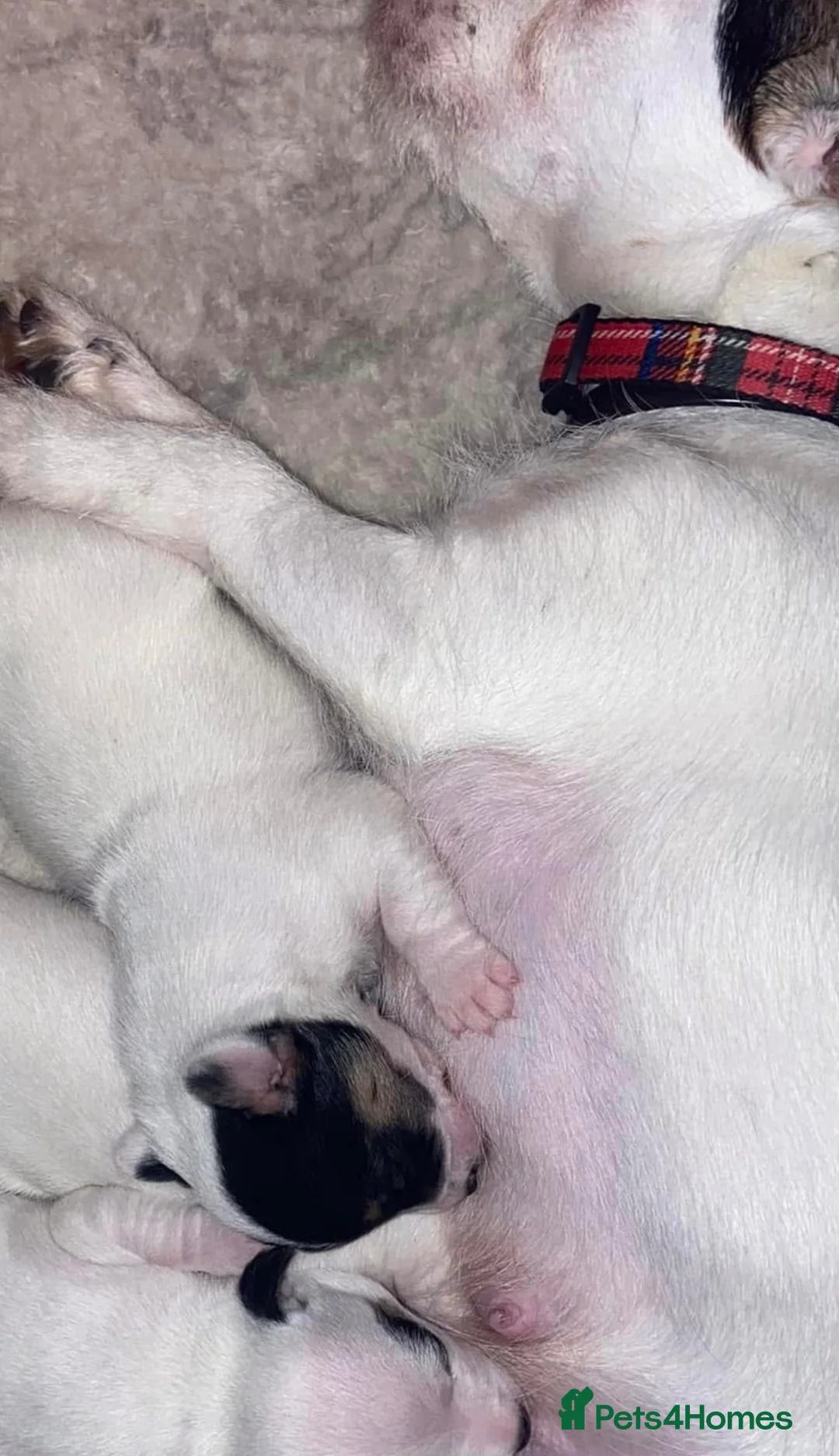 Jack Russell dogs for sale: Miniature jack russel puppies  - Advert 10