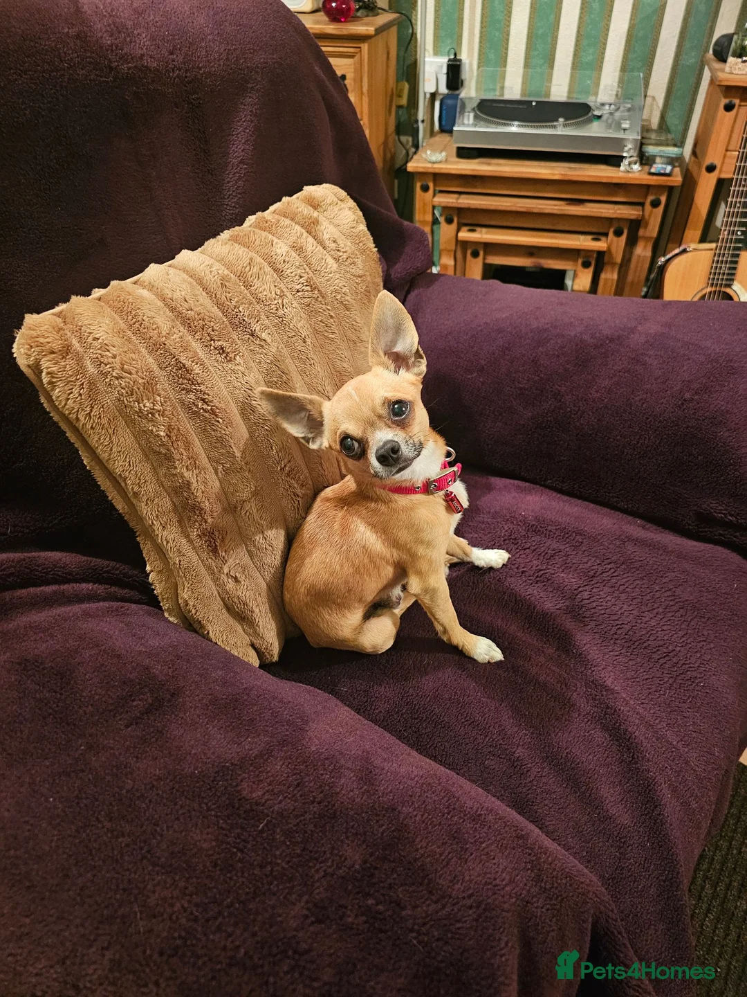 Chihuahua dogs for sale: APPLE HEAD BOY CHIHUAHUA - Advert 10