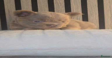 French Bulldog dogs - Advert 5