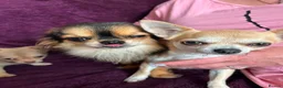 Chihuahua dogs for sale: Outstanding tiny tiny chichahua  - Advert 2