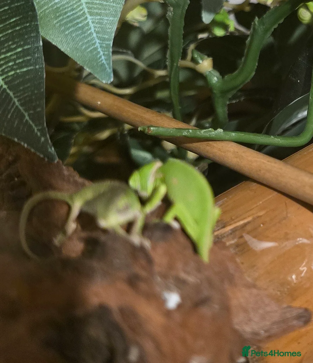 Chameleon reptiles for sale: veiled chameleon - Advert 7