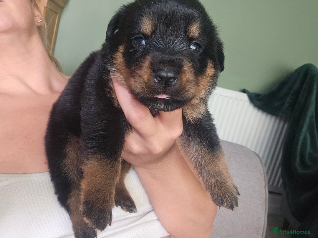Rottweiler dogs for sale: 12 beautiful puppies  - Image 14