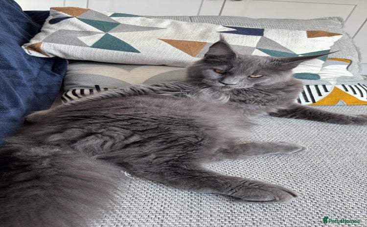 Maine Coon cats - Advert 14
