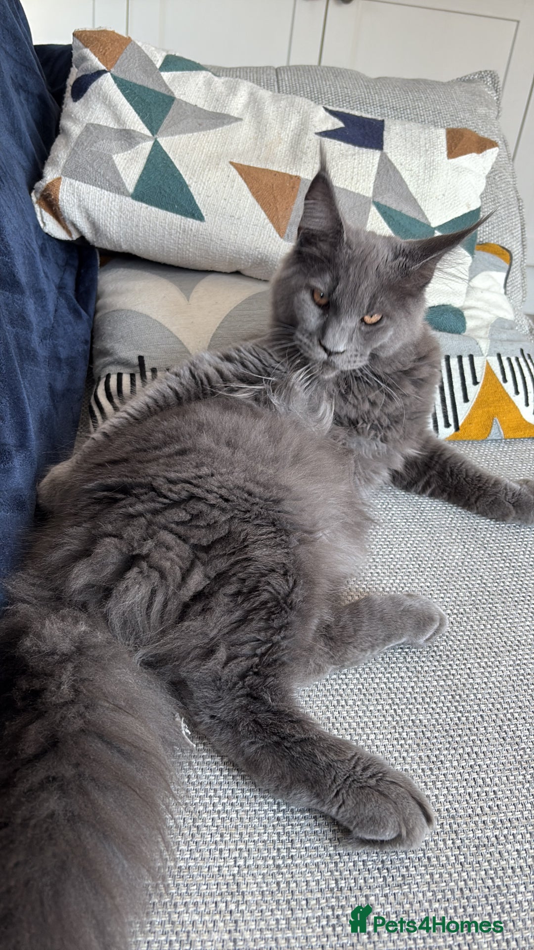 Maine Coon cats for sale: Maine coon - Image 1