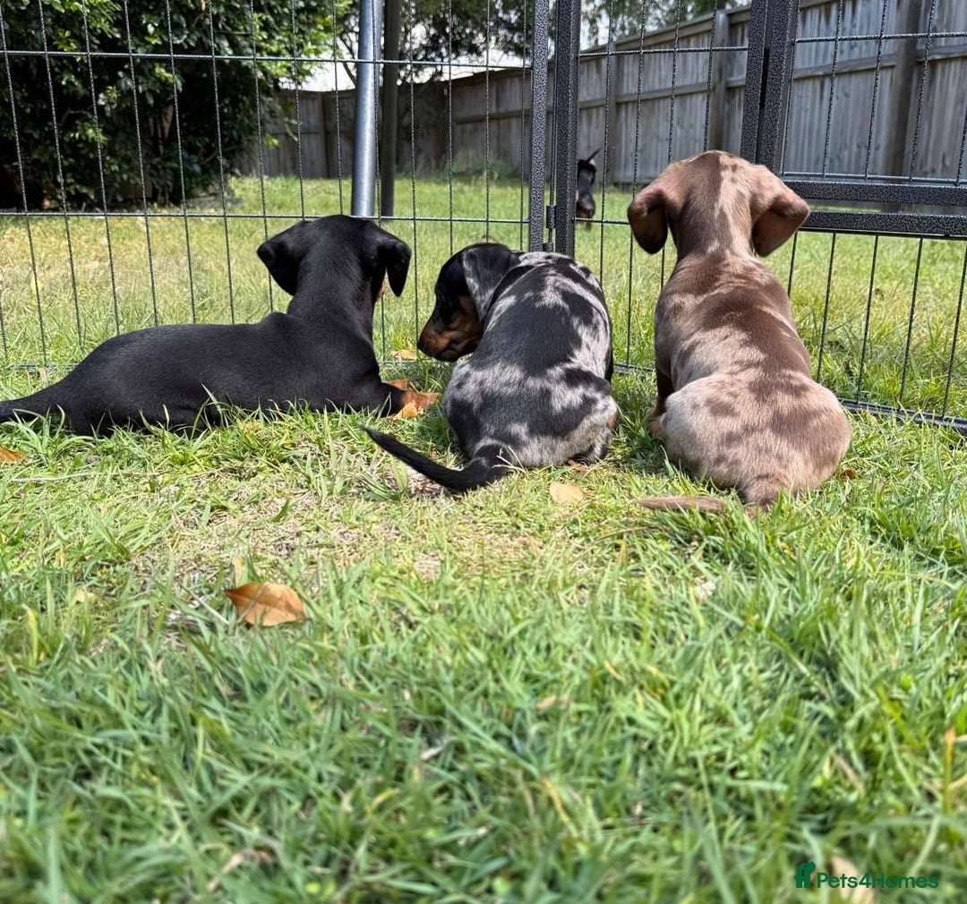 Miniature Dachshund dogs for sale: **We have adorable miniature dachshund puppies** - Image 6