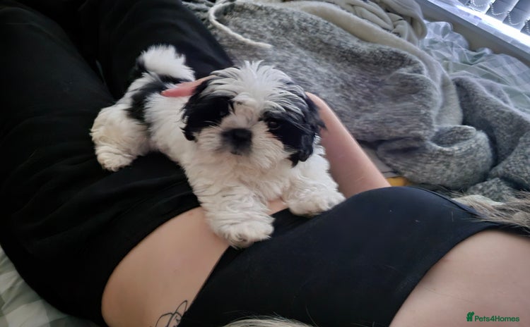 Shih Tzu dogs - Advert 11