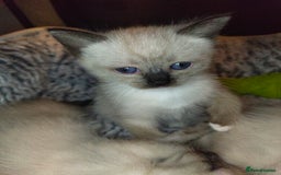 Siamese cats for sale: Siamese crossed with  Ragdol - Image 13