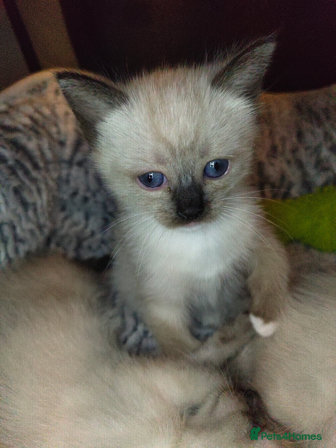 Siamese cats for sale: Siamese crossed with  Ragdol - Image 13