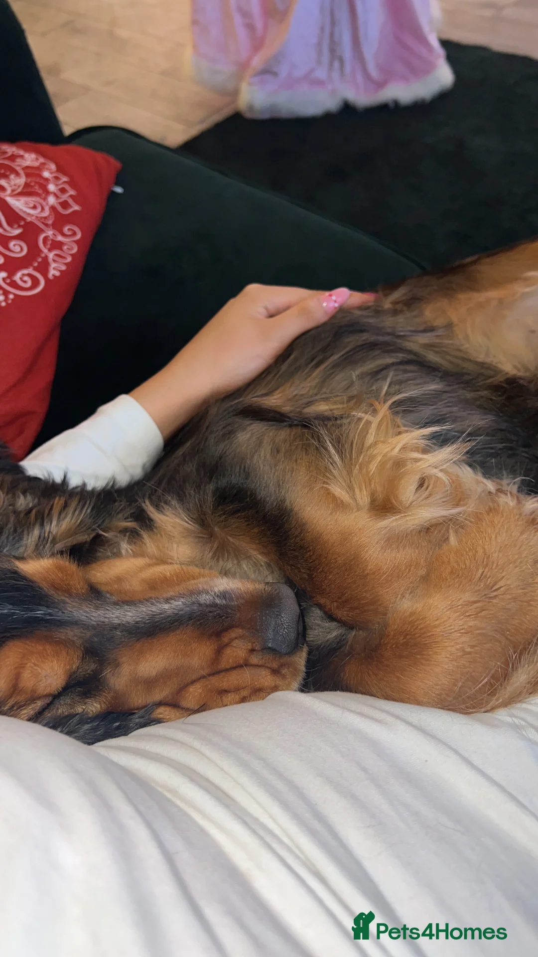 Cocker Spaniel dogs for stud: Cocker Spaniel male for stud - Advert 11