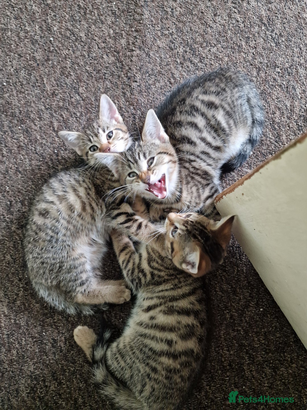 Domestic Shorthair cats for sale: 5 beautiful kittens for sale - Image 10