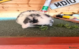 Mini Lop rabbits for sale: Baby mini lop bunnies  - Image 7