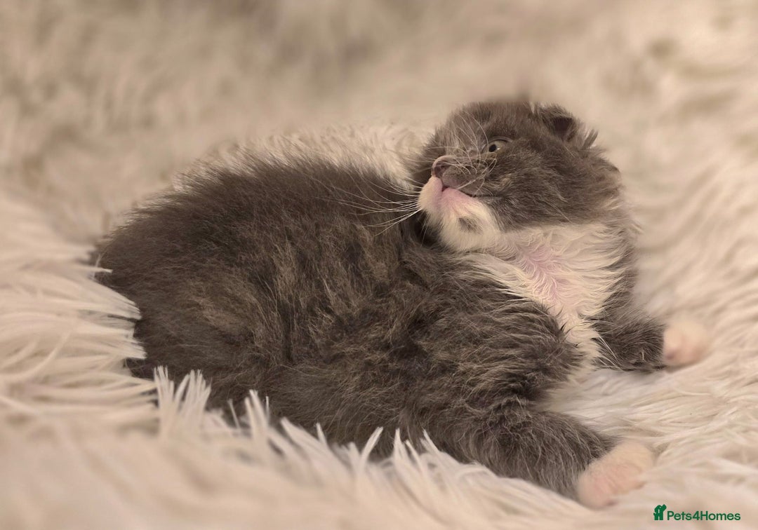 Scottish Fold cats for sale: Last stunning baby  - Image 2