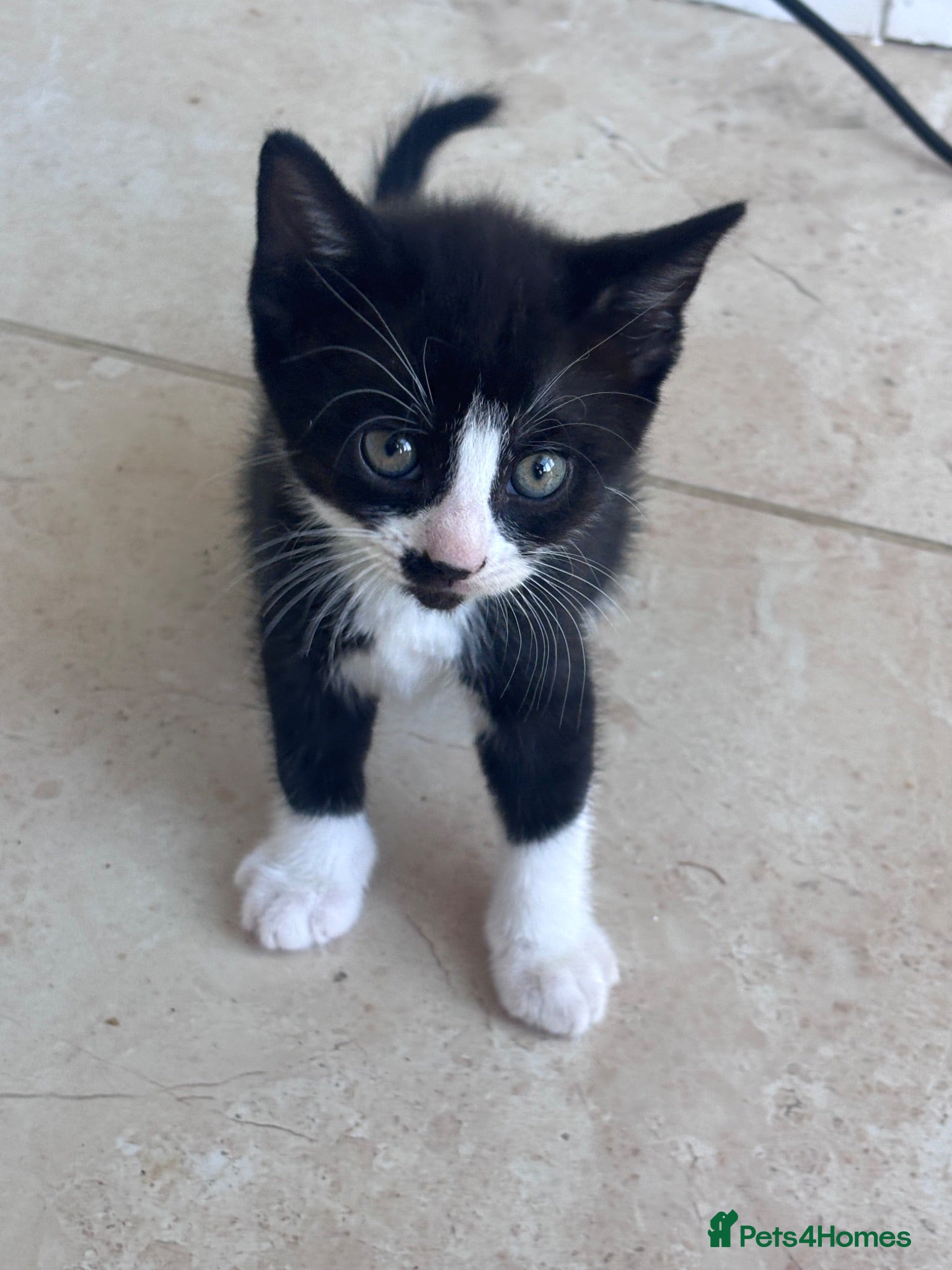 Mixed Breed cats Gorgeous boy kitten - Advert 1